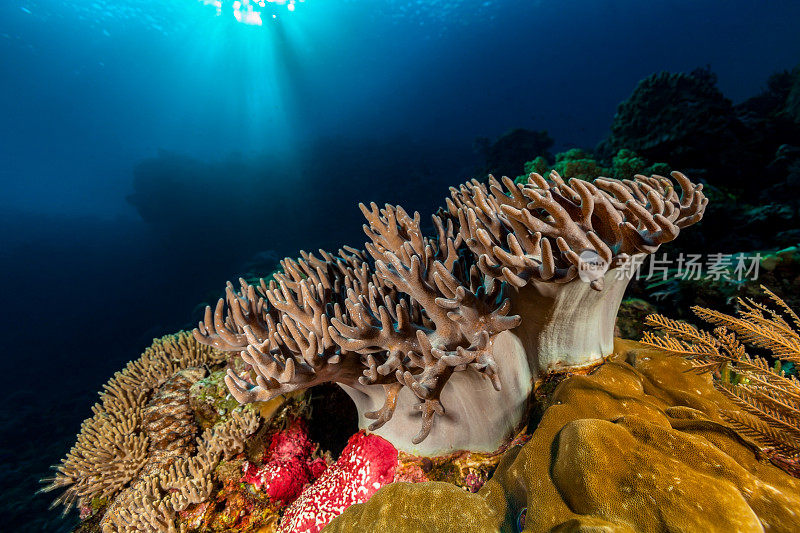 蜡和湿看手指皮革珊瑚Sinularia sp在Wetar岛，印度尼西亚
